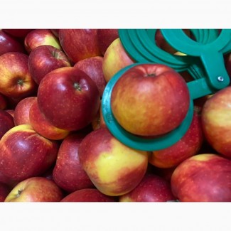 Продамо яблука від виробника: Чепіон, Голден