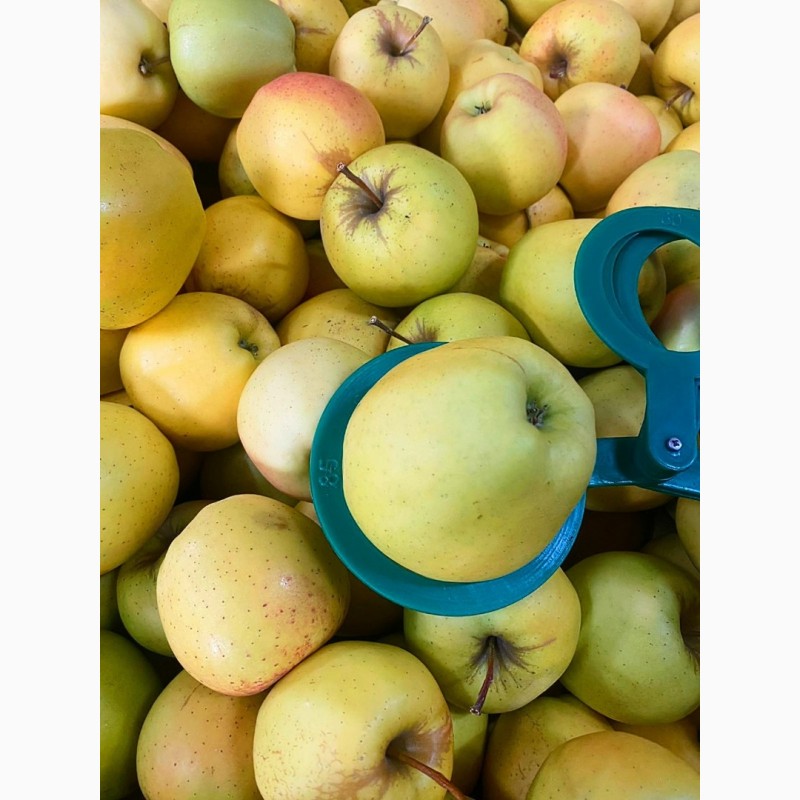 Фото 2. Продамо яблука від виробника: Чепіон, Голден