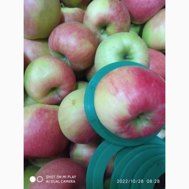 Фото 4. Продамо яблука від виробника: Чепіон, Голден