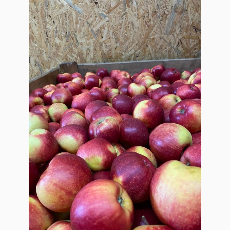 Фото 5. Продамо яблука від виробника: Чепіон, Голден