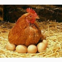 Імпортні інкубаційні яйця РедБро