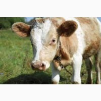 Закупка на мясо молодняк телиць биків корів та на утримання Донецька обл