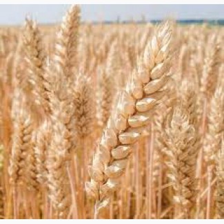 Продам насіння озимої пшениці - Богдана