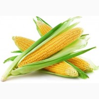 Кукуруза нового урожая 2020! Закупаем оптом