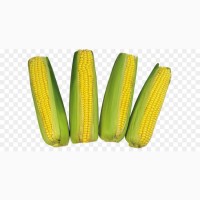 Кукуруза нового урожая 2020! Закупаем оптом