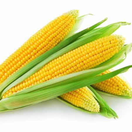 Фото 7. Кукуруза нового урожая 2020! Закупаем оптом