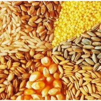 Продажа зерновых: кукуруза, ячмень, пшеница