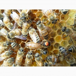 Бджоломатки (Пчеломатки-матки) Бакфаст F1 2024 р