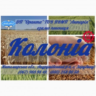 Насіння озимої пшениці КОЛОНІА (СН, перша)