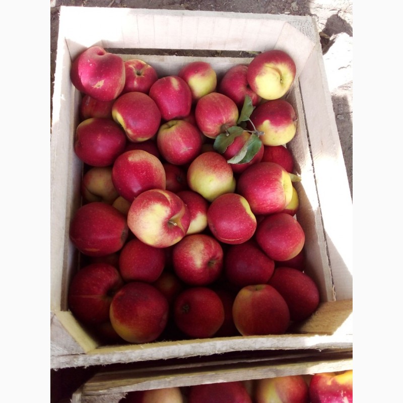Фото 4. Продаю яблука