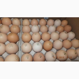 Яйцо инкубационное качественное пропечатанное - птица