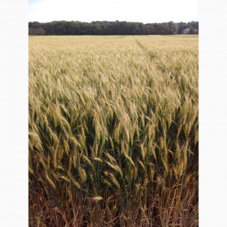 Зыск озимая пшеница