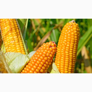 Насіння гібриду кукурудзи ВНІС ВН 6763 (фао 320) 2020 року урожаю