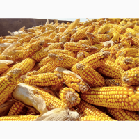 Нереально дорого покупаем кукурузу с поля