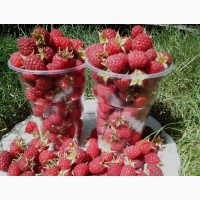 Продам свежую ягоду малину в Луганске, созревает 2 - 3 кг в день