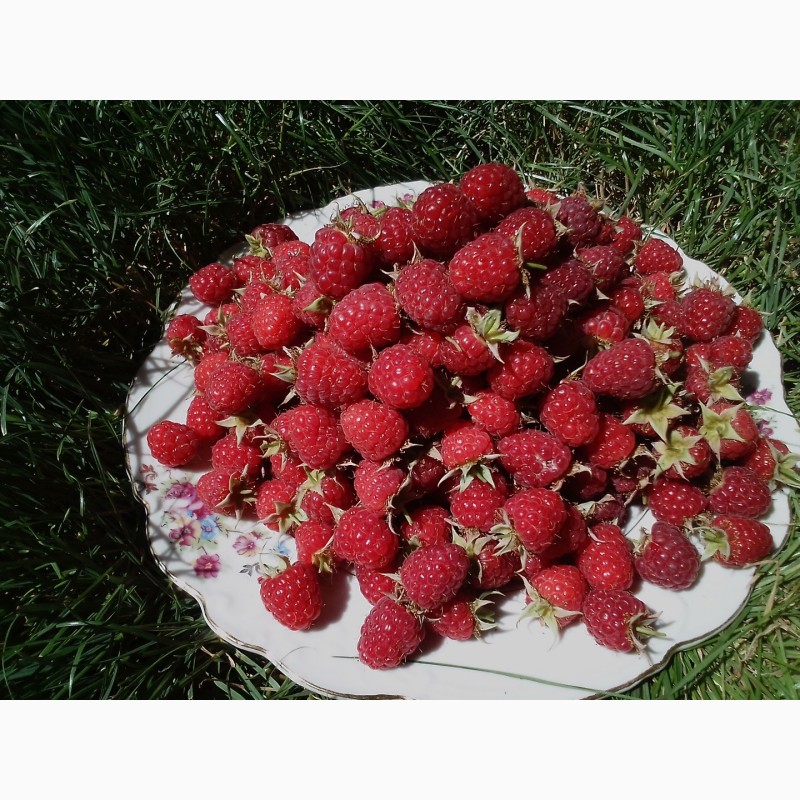 Фото 2. Продам свежую ягоду малину в Луганске, созревает 2 - 3 кг в день