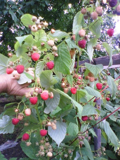Фото 3. Продам свежую ягоду малину в Луганске, созревает 2 - 3 кг в день