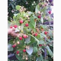 Продам свежую ягоду малину в Луганске, созревает 2 - 3 кг в день