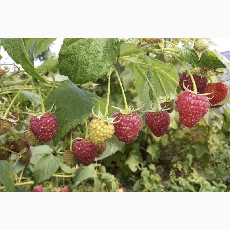 Фото 4. Продам свежую ягоду малину в Луганске, созревает 2 - 3 кг в день