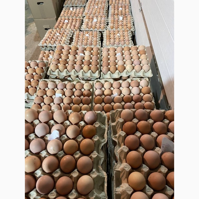 Фото 6. Фермерські яйця курячі, вільного вигулу (ОПТ)