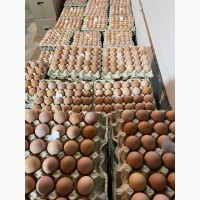 Фермерські яйця курячі, вільного вигулу (ОПТ)