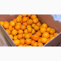 Продам цитрусовые апельсин мандарин лимон грейпфрут