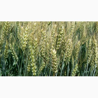 Продам насіння озимої пшениці - Катруся одеська
