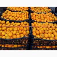 Продам цитрусовые апельсин а также другие фрукты