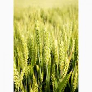 Продам насіння озимої пшениці - Мудрість одеська