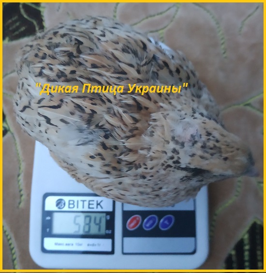 Феникс яйца инкубационные перепела - (France)