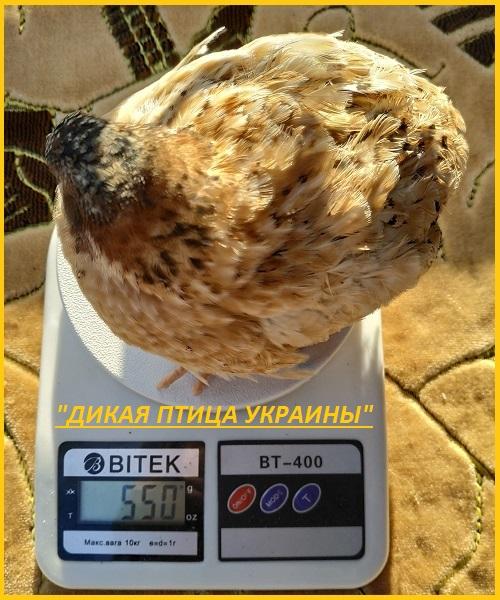 Фото 4. Феникс яйца инкубационные перепела - (France)