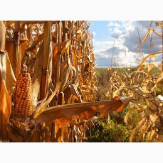 Закупка кукурузы ( фуражной ) Вся Украина