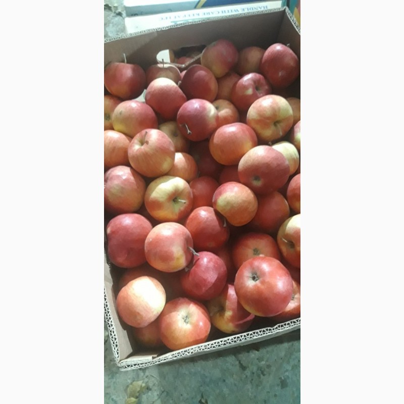 Фото 2. Продам яблоки несколько сортов от поставщика с 5 тонн. По Украине и на экспорт