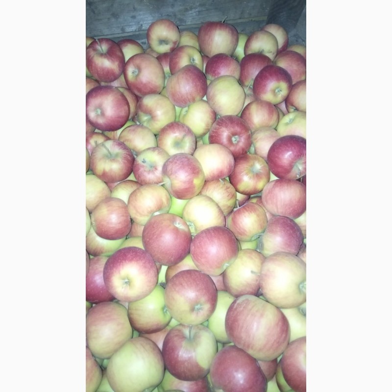Фото 3. Продам яблоки несколько сортов от поставщика с 5 тонн. По Украине и на экспорт