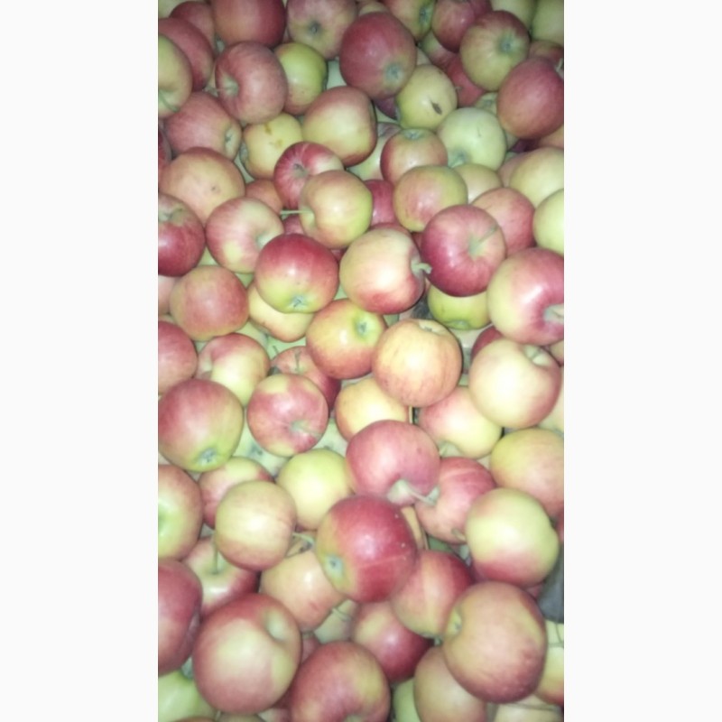 Фото 4. Продам яблоки несколько сортов от поставщика с 5 тонн. По Украине и на экспорт
