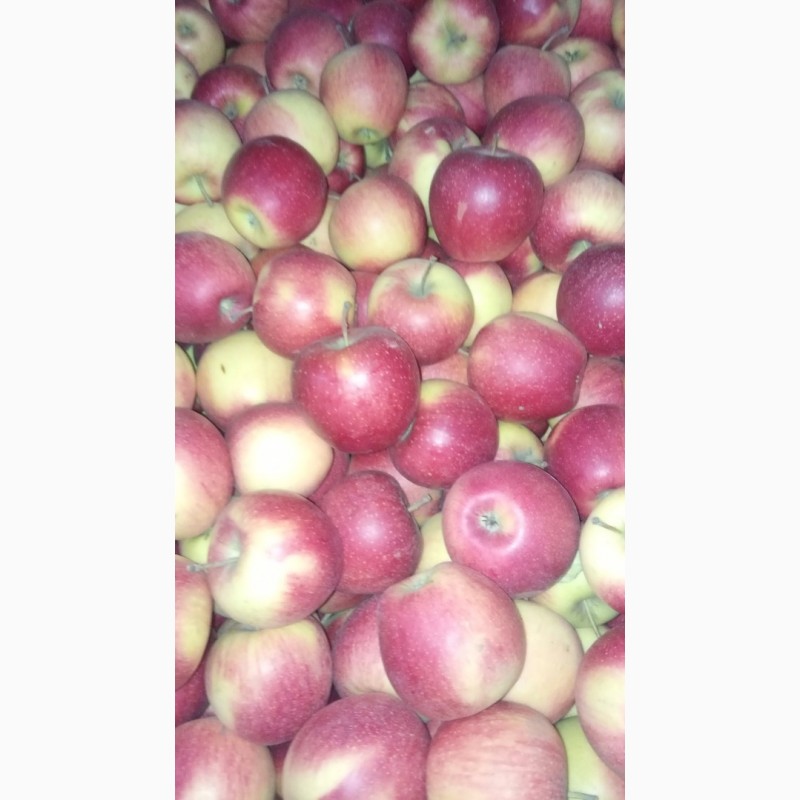 Фото 5. Продам яблоки несколько сортов от поставщика с 5 тонн. По Украине и на экспорт