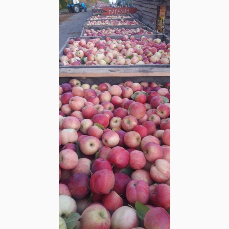 Фото 6. Продам яблоки несколько сортов от поставщика с 5 тонн. По Украине и на экспорт