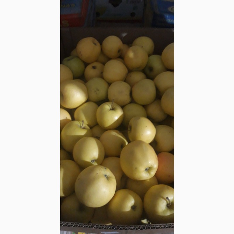 Фото 7. Продам яблоки несколько сортов от поставщика с 5 тонн. По Украине и на экспорт