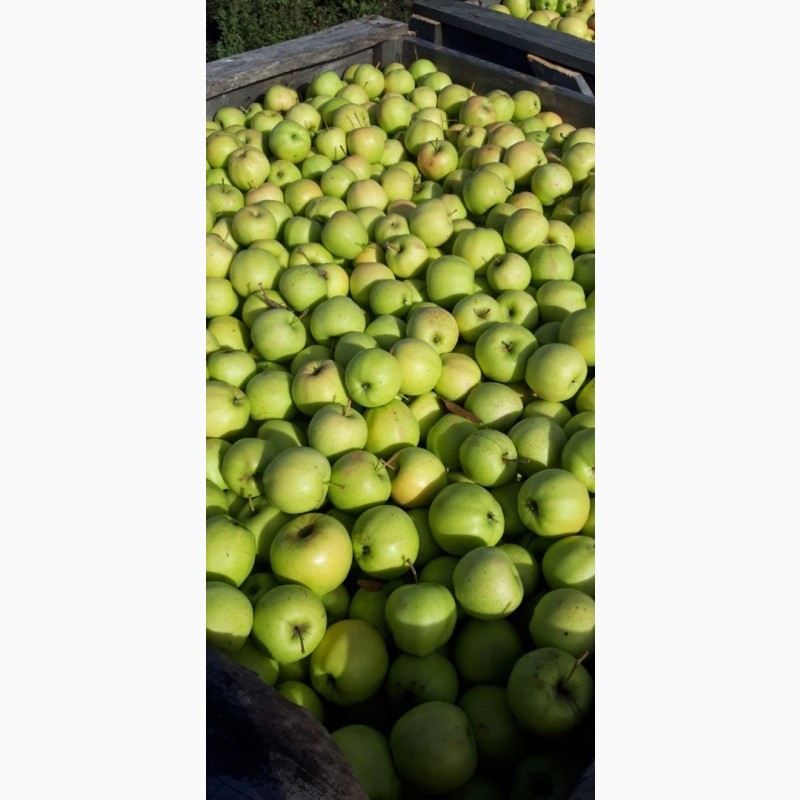 Фото 9. Продам яблоки несколько сортов от поставщика с 5 тонн. По Украине и на экспорт