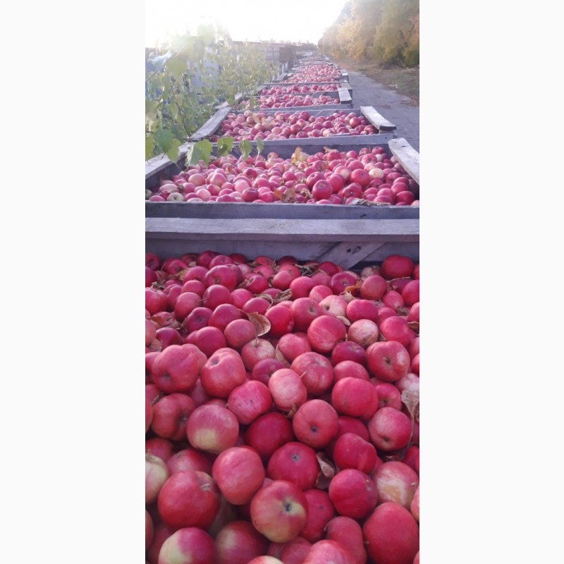 Фото 10. Продам яблоки несколько сортов от поставщика с 5 тонн. По Украине и на экспорт