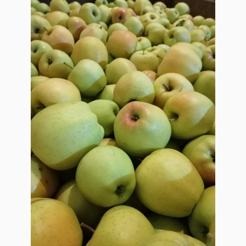 Фото 11. Продам яблоки несколько сортов от поставщика с 5 тонн. По Украине и на экспорт