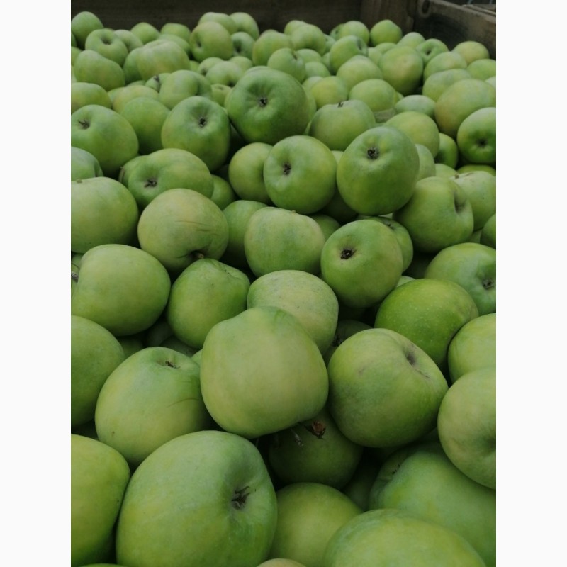 Фото 12. Продам яблоки несколько сортов от поставщика с 5 тонн. По Украине и на экспорт