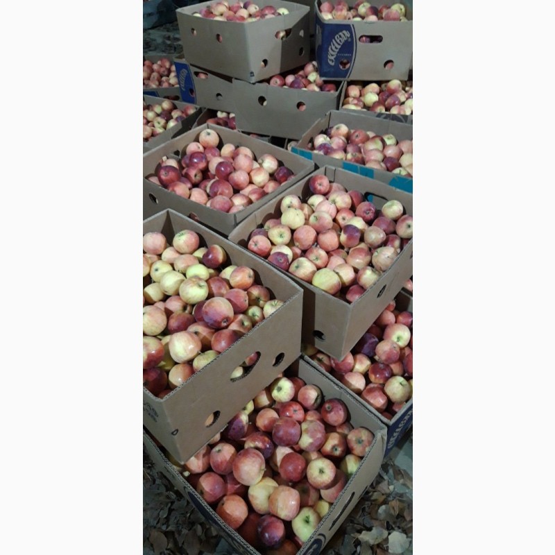 Фото 13. Продам яблоки несколько сортов от поставщика с 5 тонн. По Украине и на экспорт
