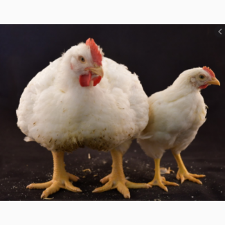 Курячі яйця для інкубації РОСС-308