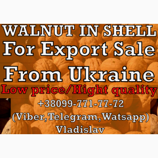 Walnut in Shell for Export Sales