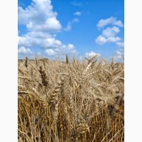 Андрада насіння озимої пшениці