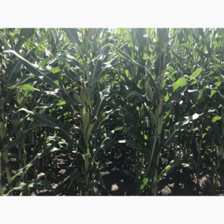 Семена кукурузы ЛГ 3350 ФАО 350 (Lg 3350)