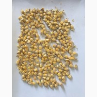 Фермерське господарство продає якісне продовольче зерно кукурудзи від виробника