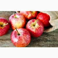 Закупка яблок у заготовителей и населения