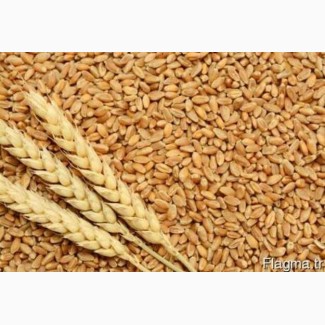 Купуємо дорого пшеницю сорту Дурум